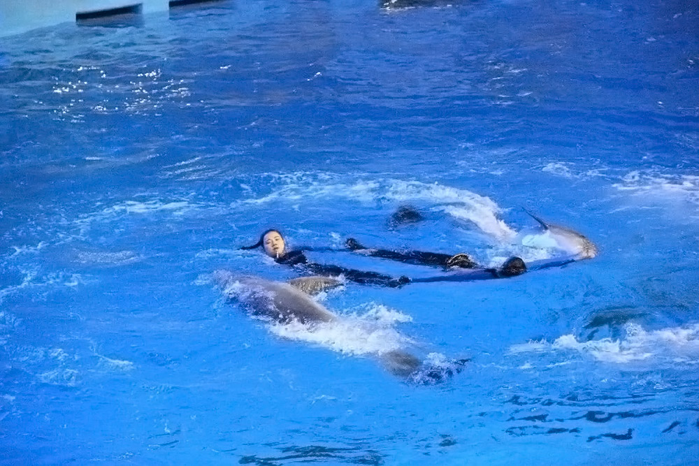 澳门原料大全1688