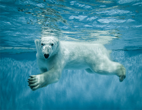 澳门原料大全1688